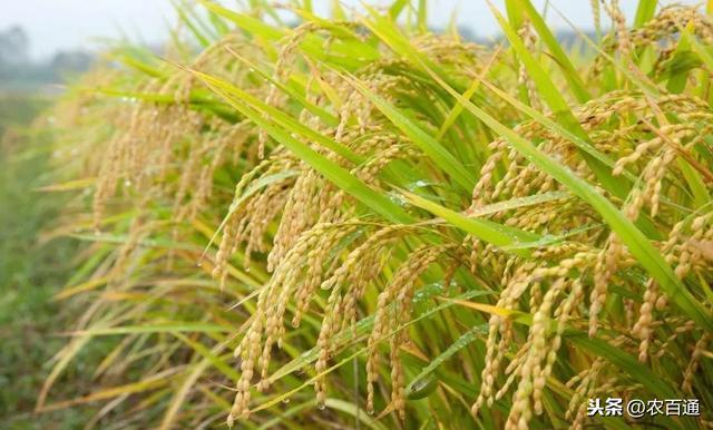 最新水稻除草劑技術(shù)科普，了解水稻除草劑的發(fā)展與趨勢