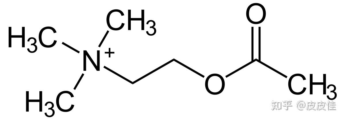 最新研究發(fā)現(xiàn) 乙酰膽堿,最新研究發(fā)現(xiàn)，乙酰膽堿