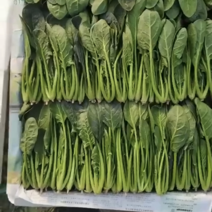 菠菜行情分析指南，全面解讀菠菜市場動態(tài)與趨勢預(yù)測
